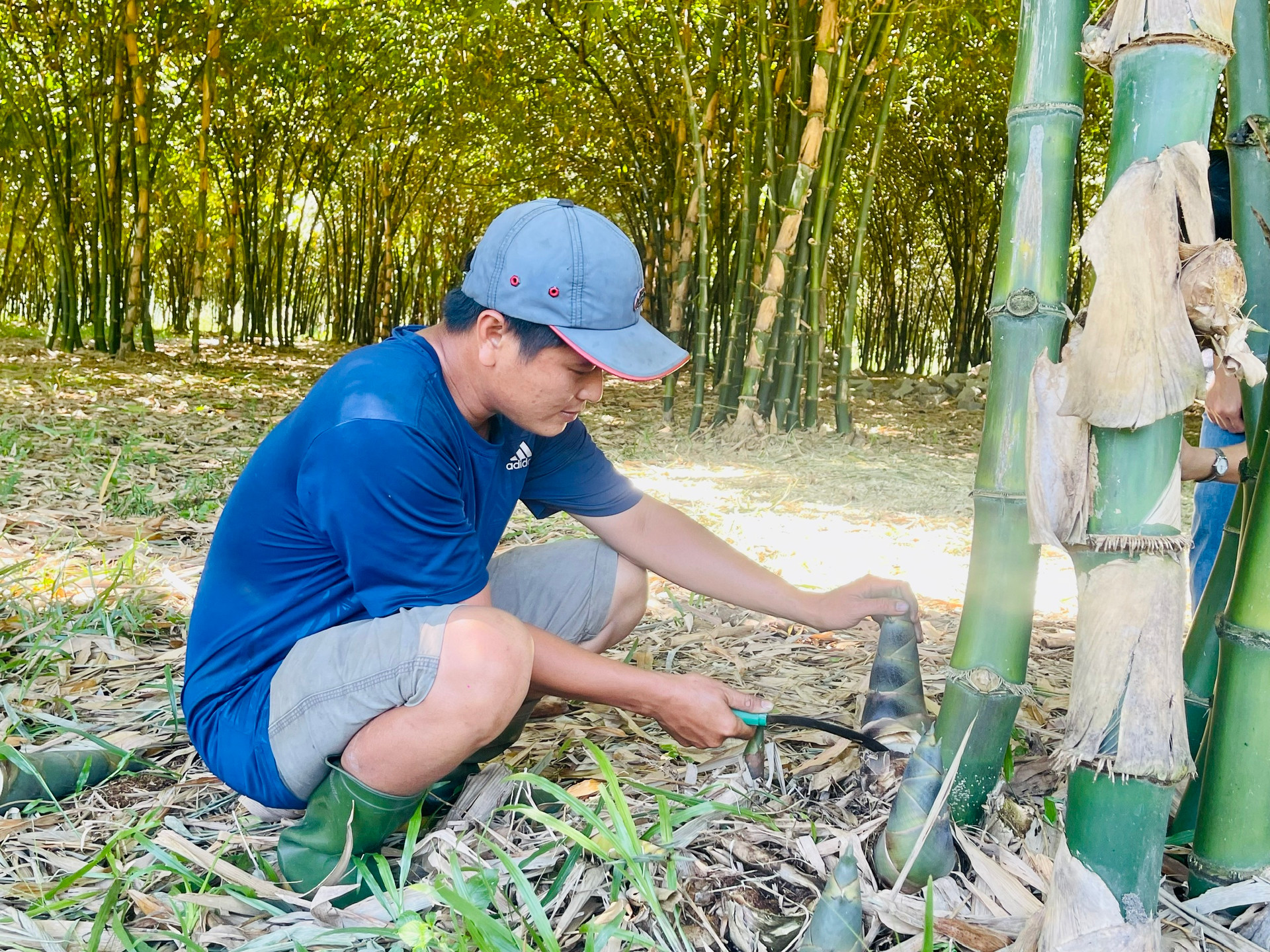 Trồng rừng tre đẹp như phim, nông dân nơi này ở Bình Thuận bán thứ gì từ cây tre mà giàu hẳn lên? - Ảnh 3.