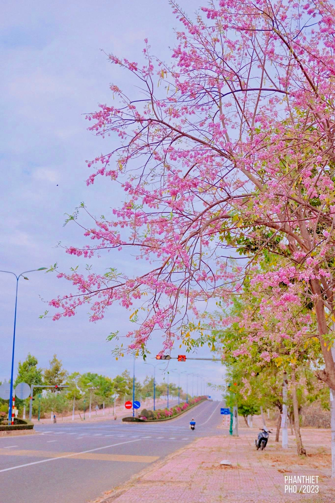 Đường hoa Võ Nguyên Giáp ở TP Phan Thiết của Bình Thuận rực rỡ loài hoa gì mà khiến bao người say mê? - Ảnh 3.