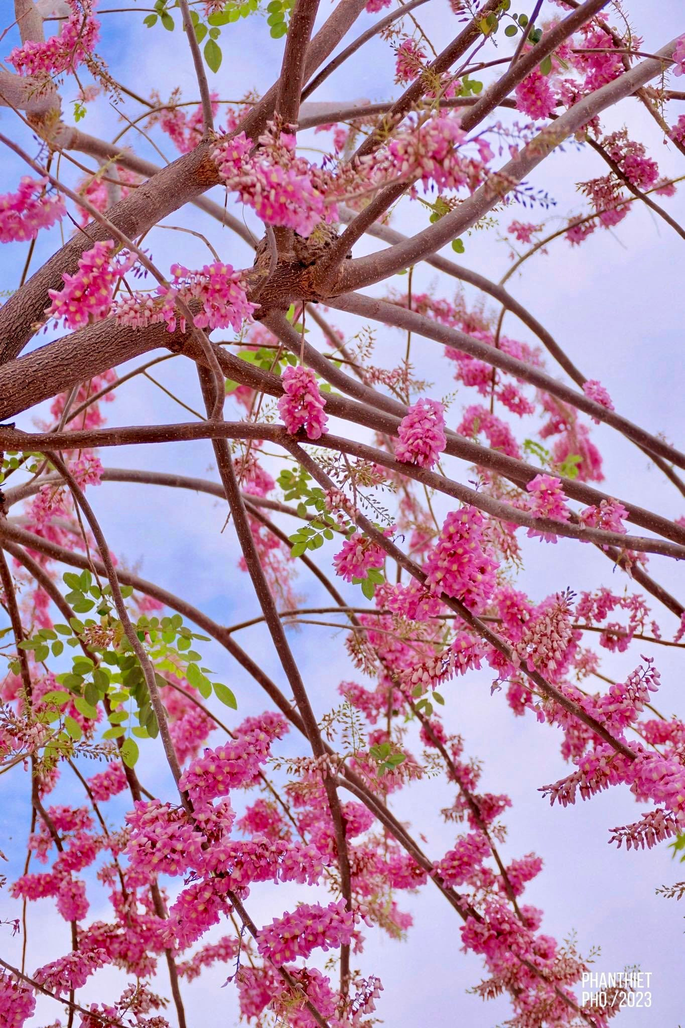 Đường hoa Võ Nguyên Giáp ở TP Phan Thiết của Bình Thuận rực rỡ loài hoa gì mà khiến bao người say mê? - Ảnh 2.