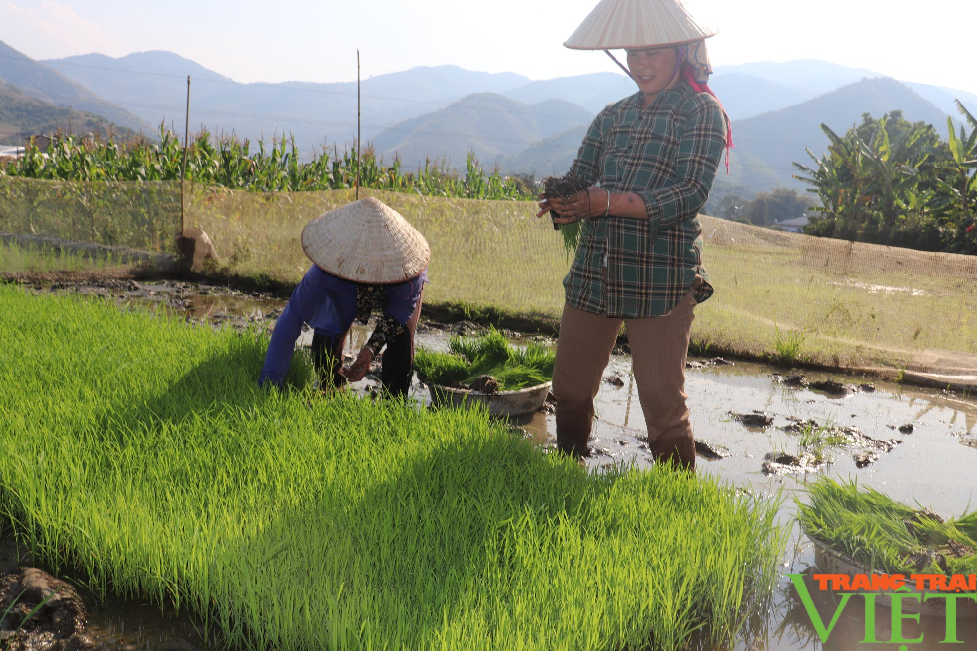 Huyện biên giới Sơn La hối hả sản xuất vụ lúa xuân - Ảnh 2.