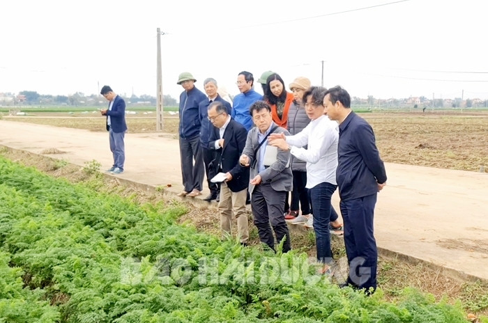 Một hợp tác xã của tỉnh Hải Dương bán 20 tấn cà rốt mỗi ngày sang Hàn Quốc, Nhật Bản - Ảnh 2.