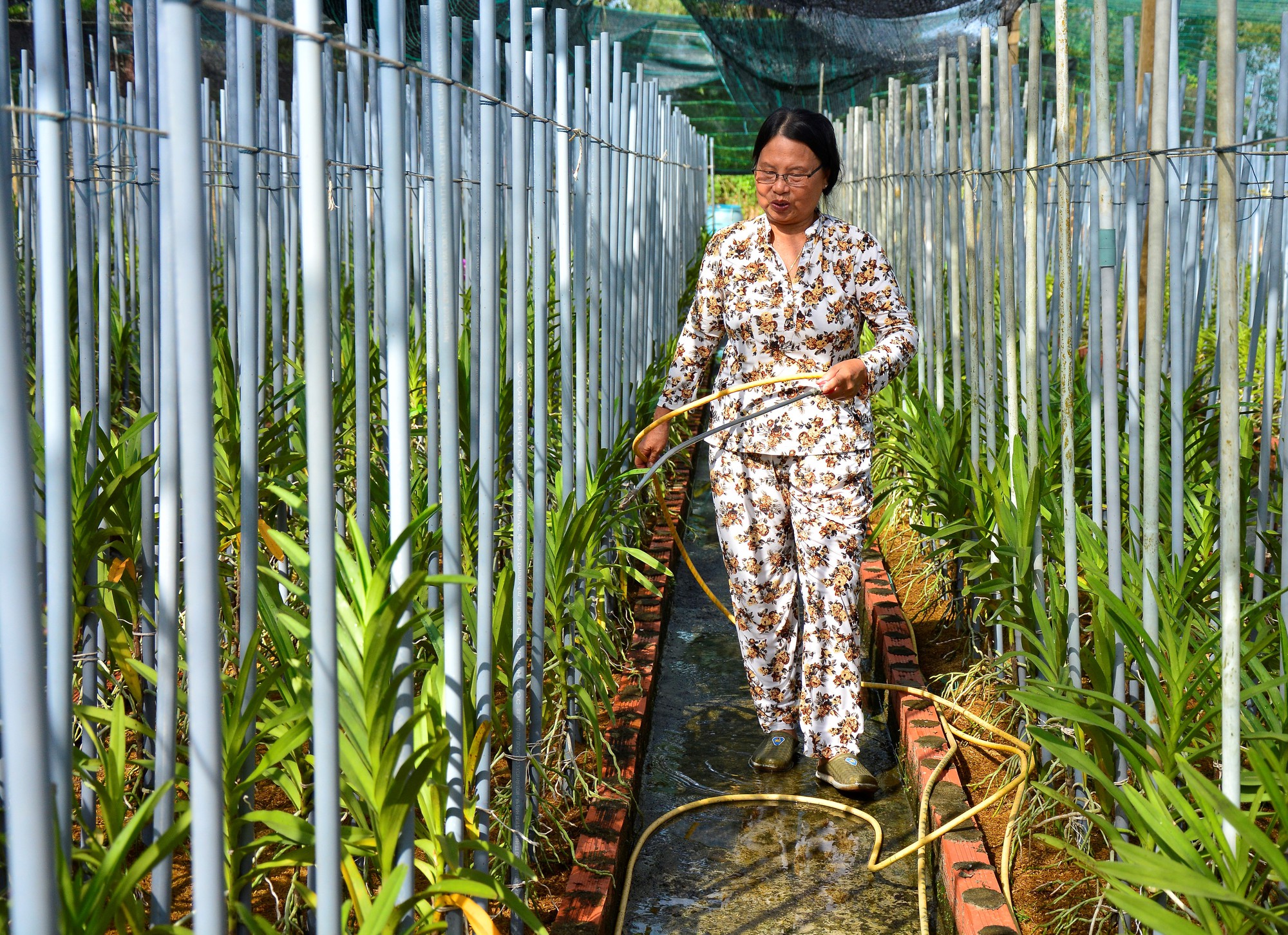 Lan Mokara  Chi phí đầu tư và cách trồng lan Mokara chuẩn như những chuyên  gia  Niên Giám Nông Nghiệp