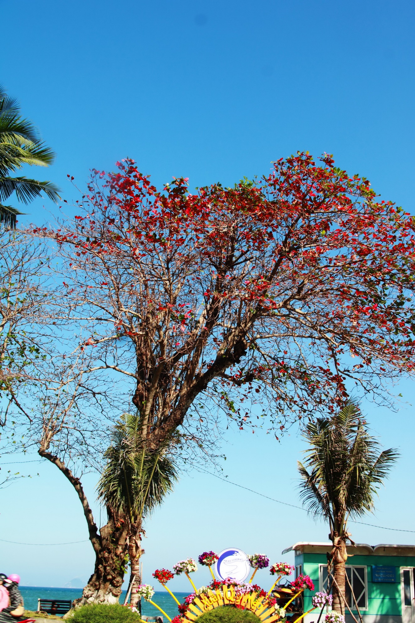 Phố vào mùa lá đỏ - Ảnh 1.