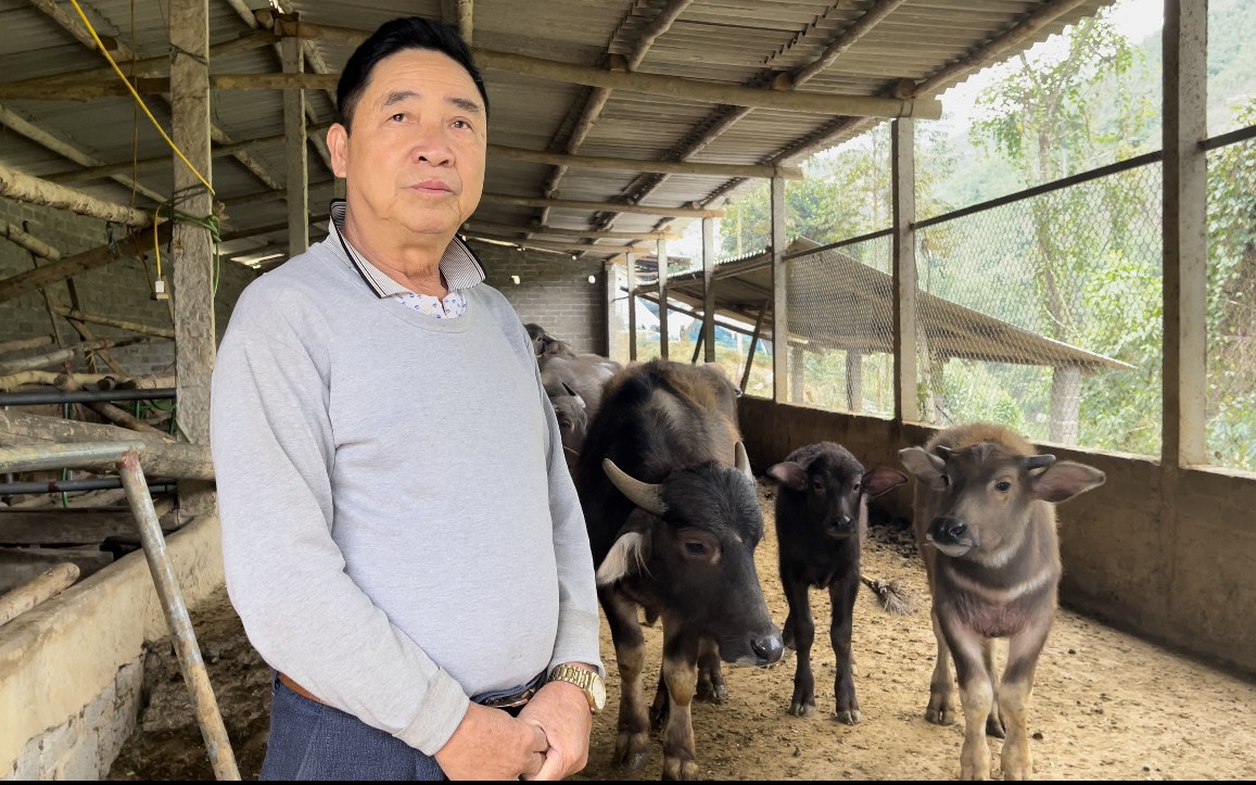 Một ông nông dân Thái Nguyên "tằng tằng" kiếm hàng trăm triệu/năm nhờ nuôi trâu khỏe 20 con, trồng keo Úc