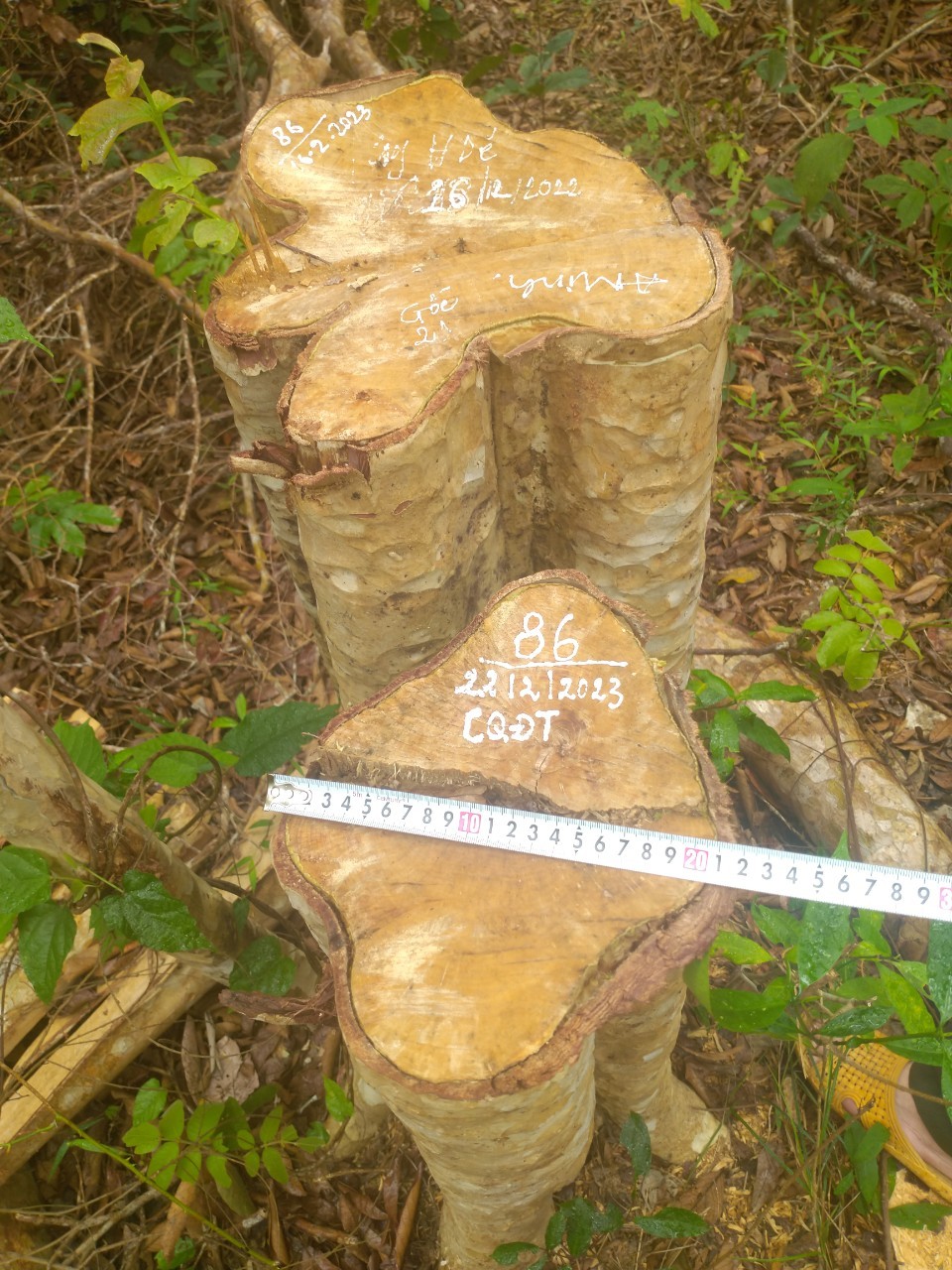 125 cây gỗ tại Gia Lai bị lâm tặc cưa hạ - Ảnh 1.