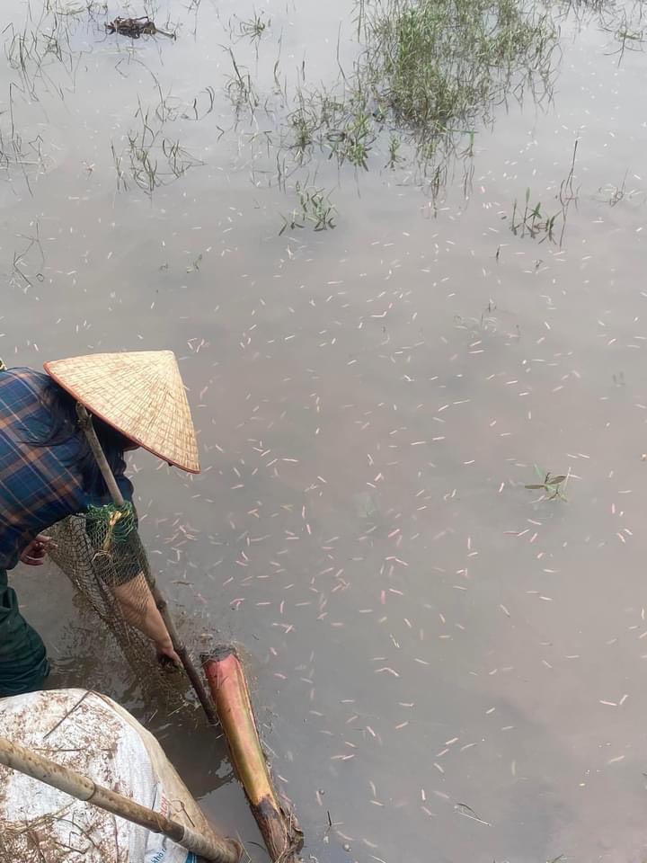 Nuôi &quot;con trời cho&quot; ở Hải Phòng, tới mùa nổi như vỏ trấu ngoài ruộng, nhà giàu săn lùng mua - Ảnh 3.