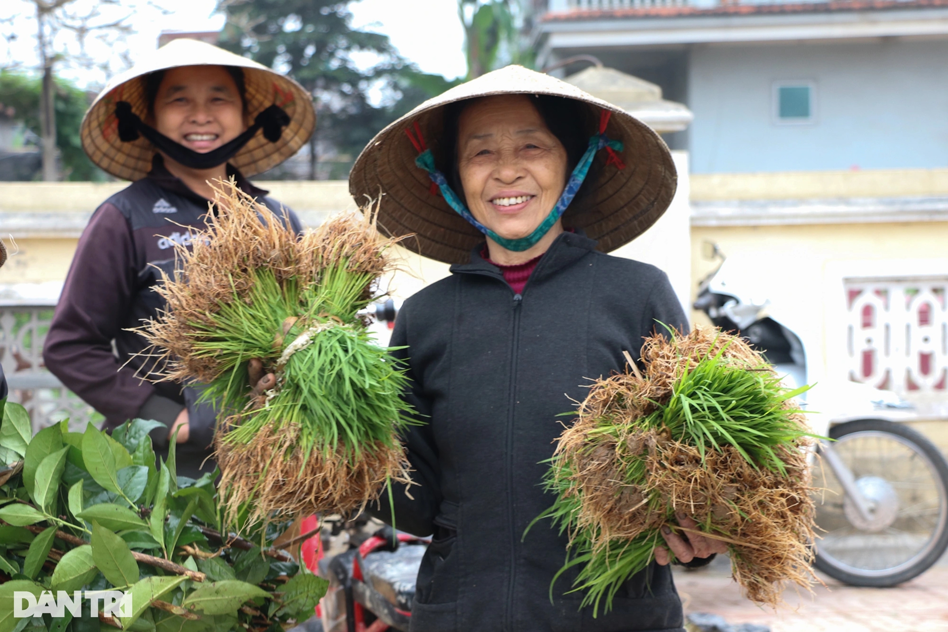 Nông dân hồ hởi nhổ lúa non bán, &quot;vớ bẫm&quot; - Ảnh 3.