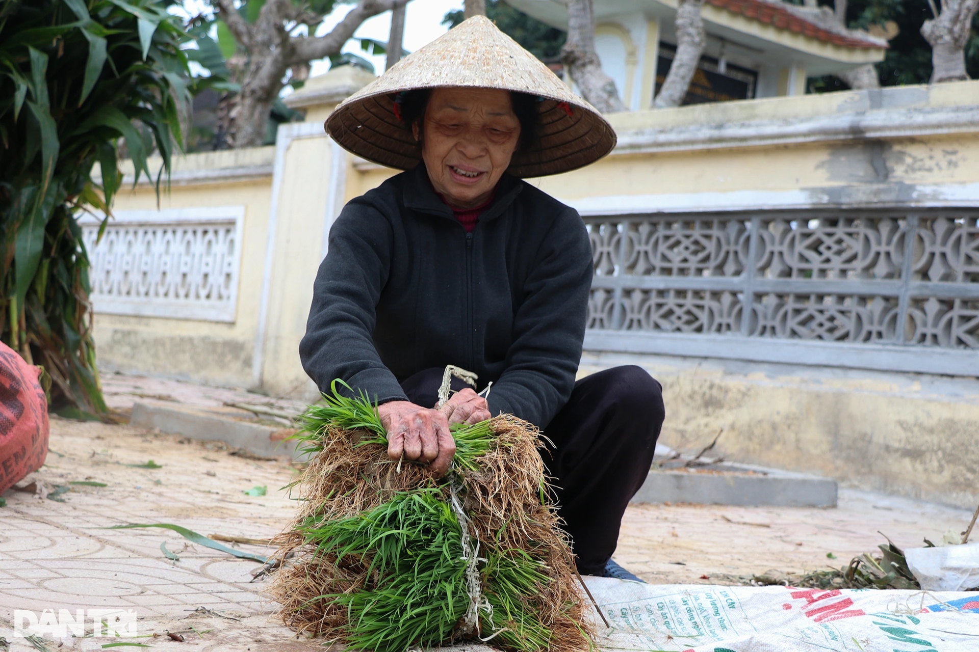 Nông dân hồ hởi nhổ lúa non bán, &quot;vớ bẫm&quot; - Ảnh 4.