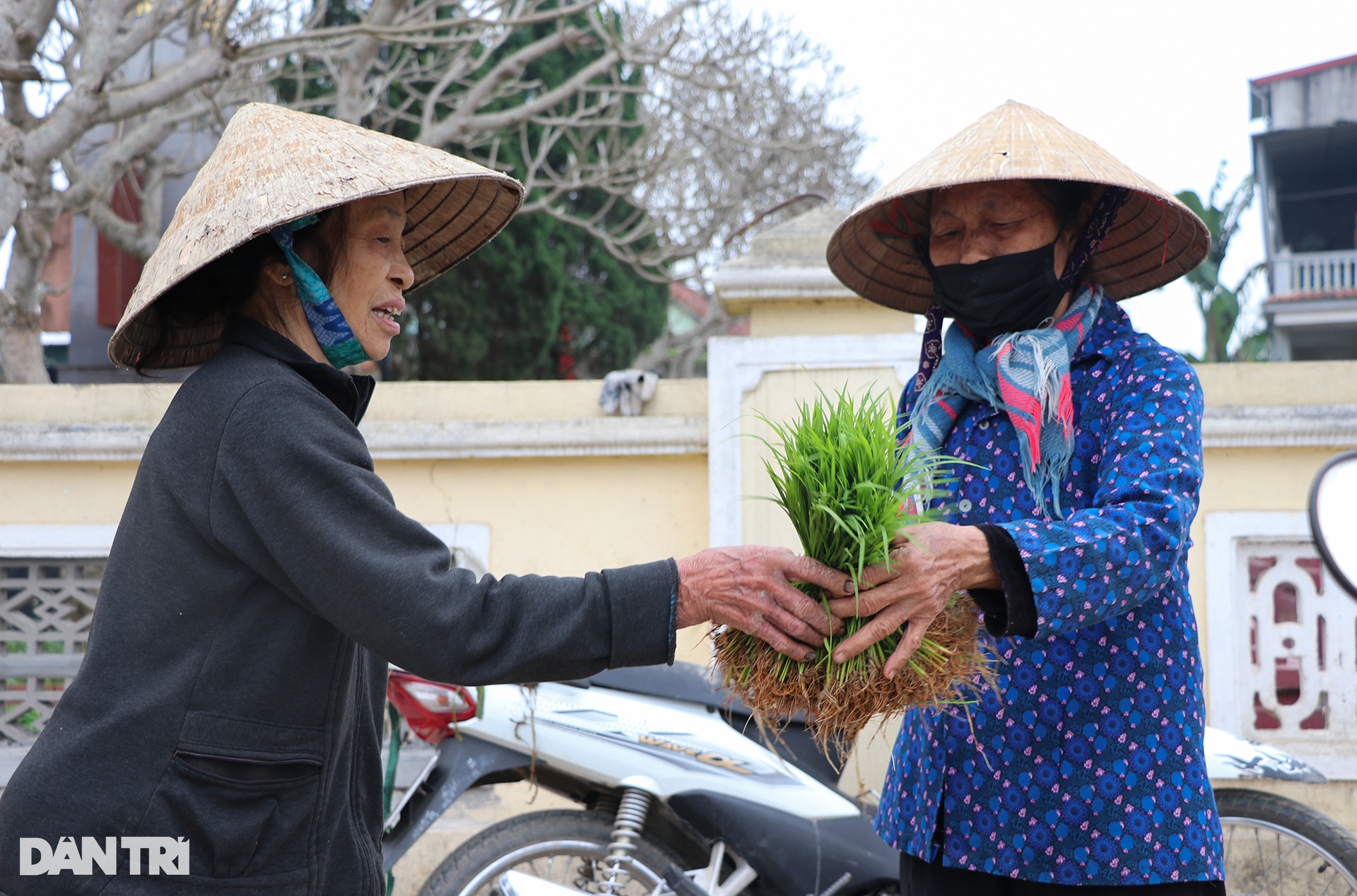 Nông dân hồ hởi nhổ lúa non bán, &quot;vớ bẫm&quot; - Ảnh 9.