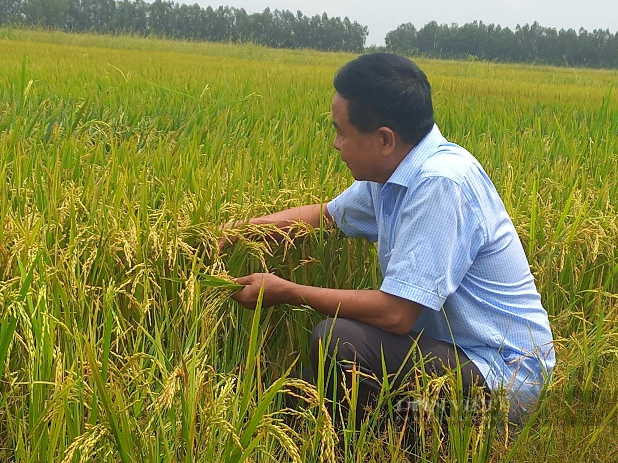 Giảm 50% lượng phân bón, nông dân trồng lúa ở ĐBSCL vẫn thu hoạch mỏi tay - Ảnh 1.