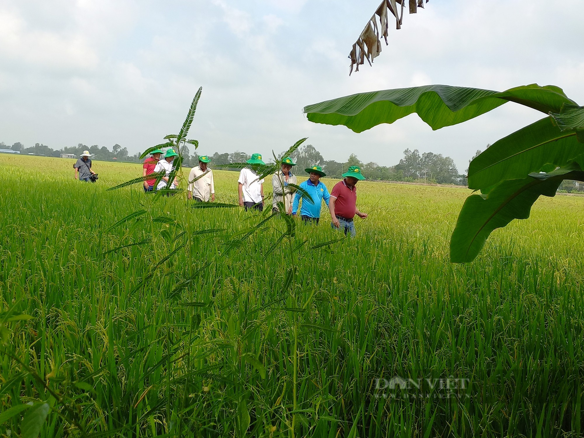 Giảm 50% lượng phân bón, nông dân trồng lúa ở ĐBSCL vẫn thu hoạch mỏi tay - Ảnh 5.