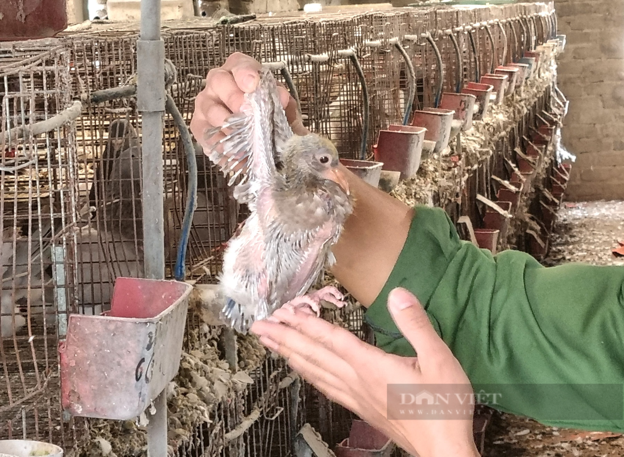 9X Ninh Bình nuôi chim bồ câu Pháp lãi 400 triệu đồng/năm - Ảnh 3.