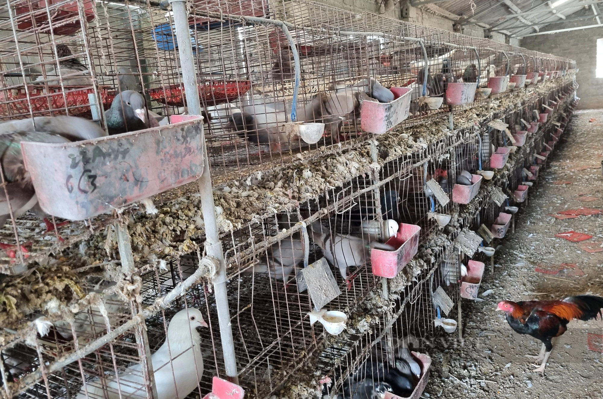 9X Ninh Bình nuôi chim bồ câu Pháp lãi 400 triệu đồng/năm - Ảnh 5.