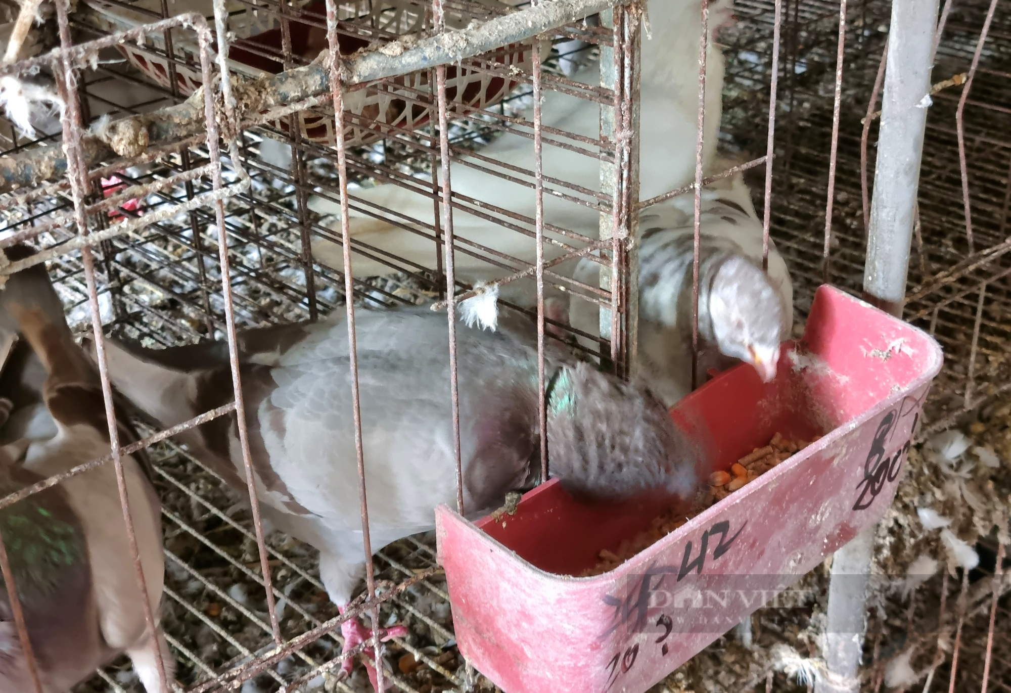 9X Ninh Bình nuôi chim bồ câu Pháp lãi 400 triệu đồng/năm - Ảnh 6.