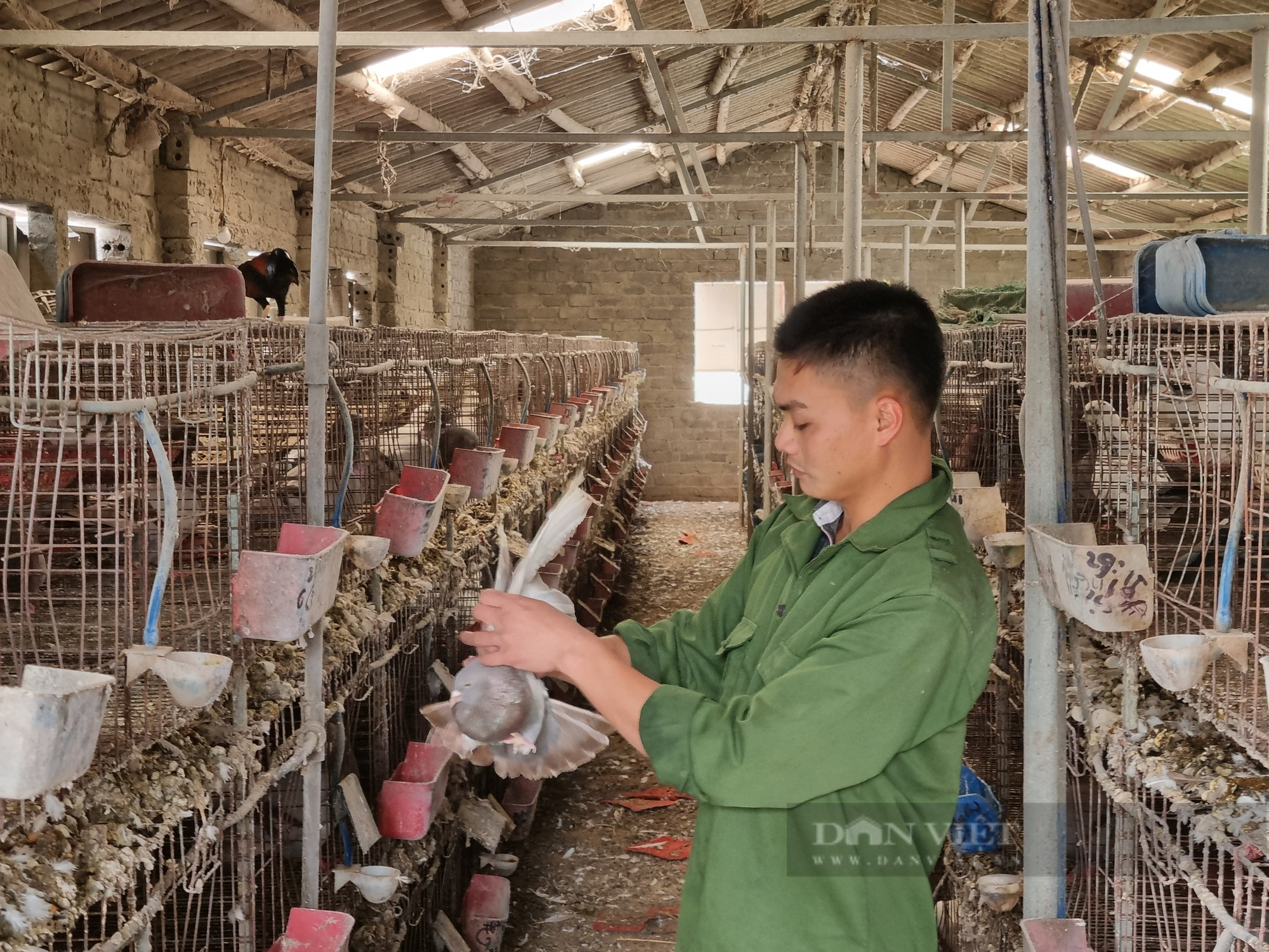9X Ninh Bình nuôi chim bồ câu Pháp lãi 400 triệu đồng/năm - Ảnh 7.