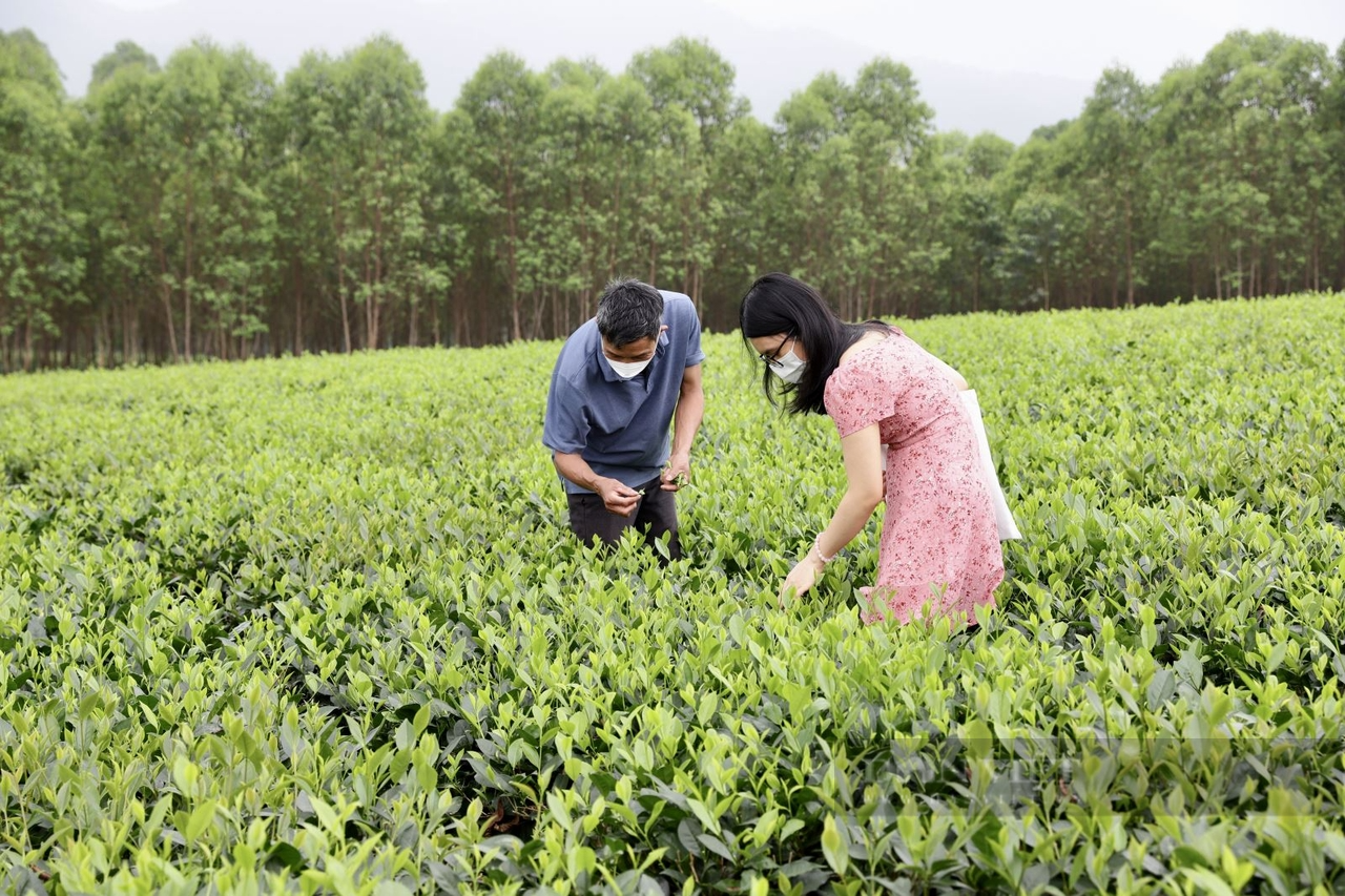 Hợp tác xã chè Đá Hen vươn mình cùng sao OCOP - Ảnh 4.