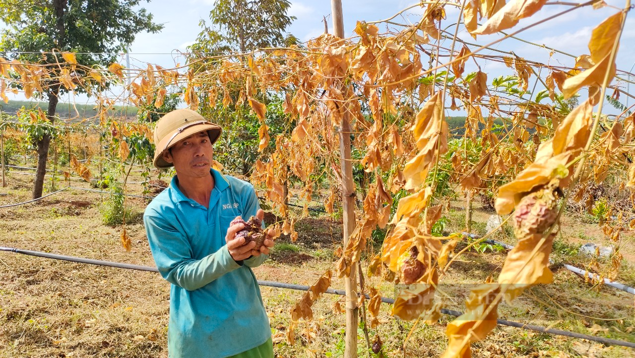 Nông dân khóc ròng vì hàng trăm cây chanh dây, sầu riêng bị kẻ xấu phá hoại - Ảnh 1.