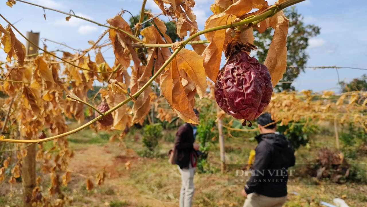 Nông dân khóc ròng vì hàng trăm cây chanh dây, sầu riêng bị kẻ xấu phá hoại - Ảnh 2.