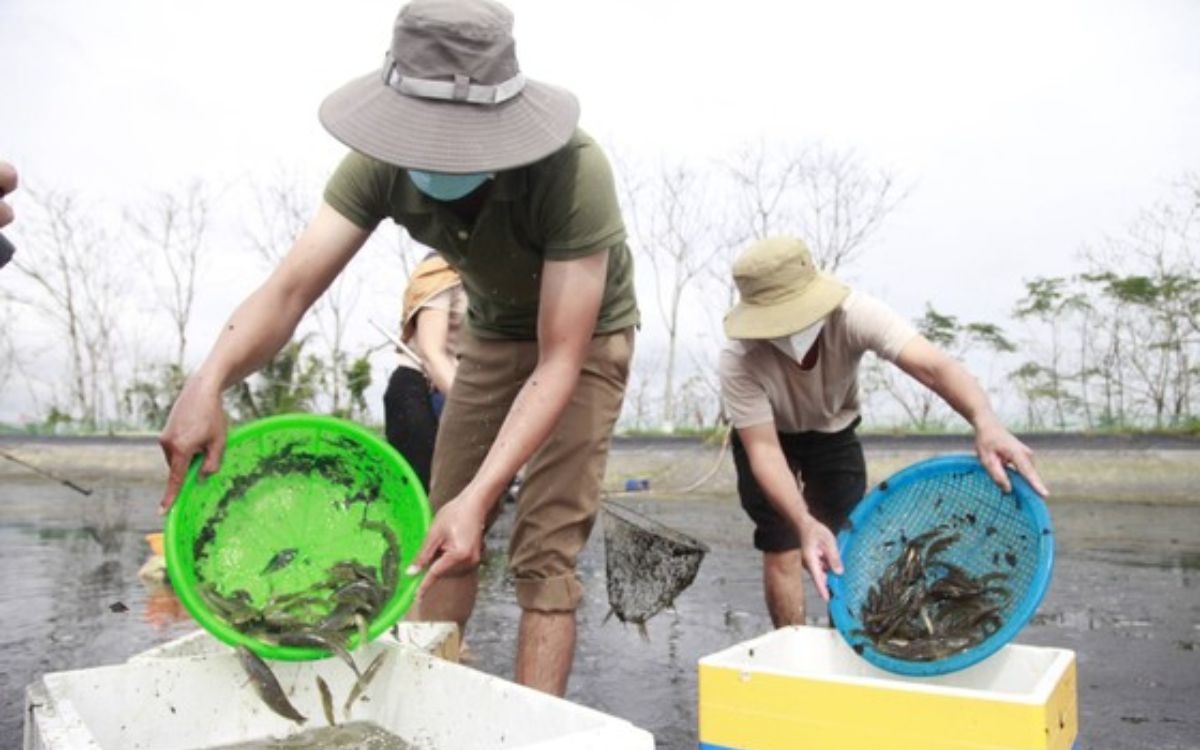 Sinh sản nhân tạo, nuôi thành công loài cá bống đặc sản sông Trà Khúc ở Quảng Ngãi