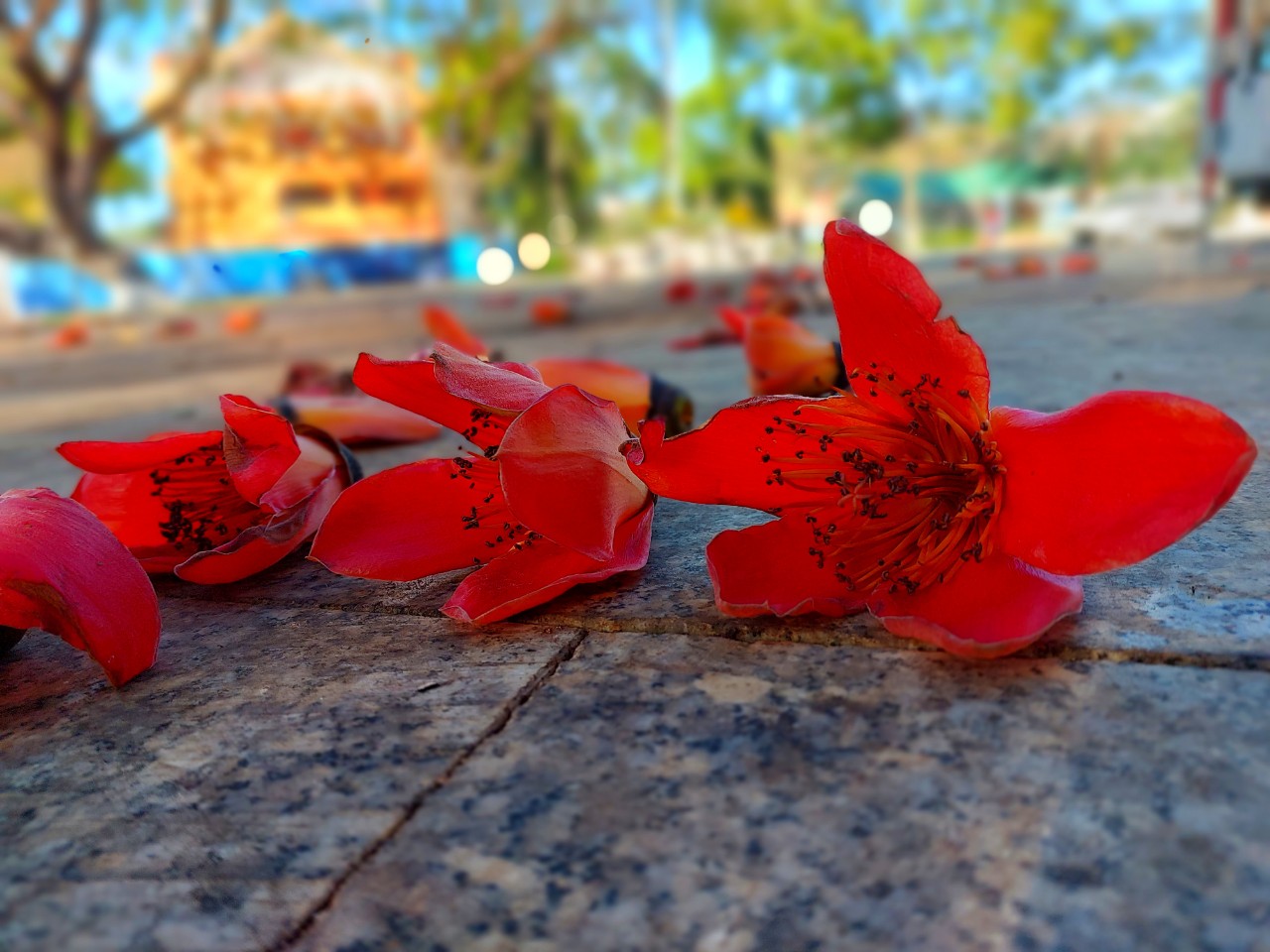 Loài hoa tên nghe như muốn hát, đẹp cuốn hút, đỏ say mê ở Đắk Lắk thực ra là hoa gì rất quen? - Ảnh 7.
