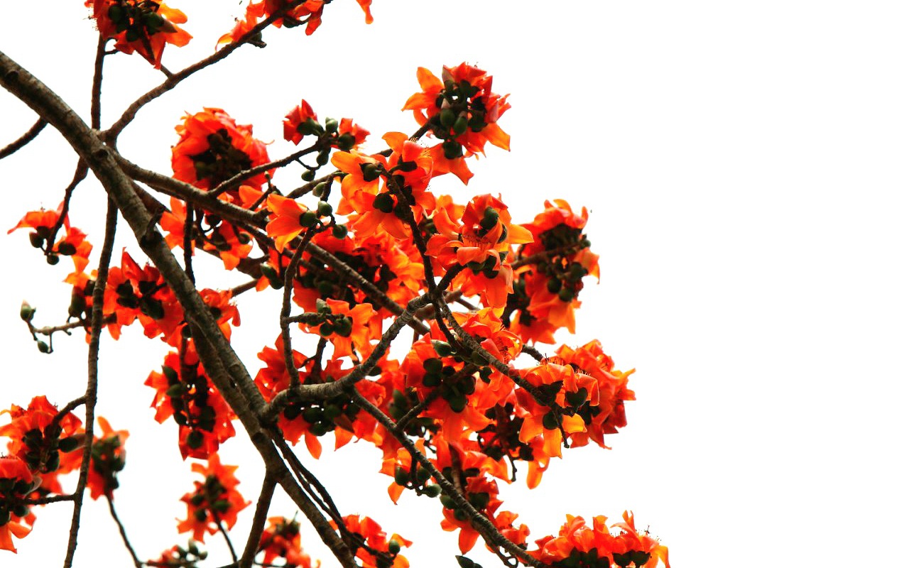 Loài hoa tên nghe như muốn hát, đẹp cuốn hút, đỏ say mê ở Đắk Lắk thực ra là hoa gì rất quen?