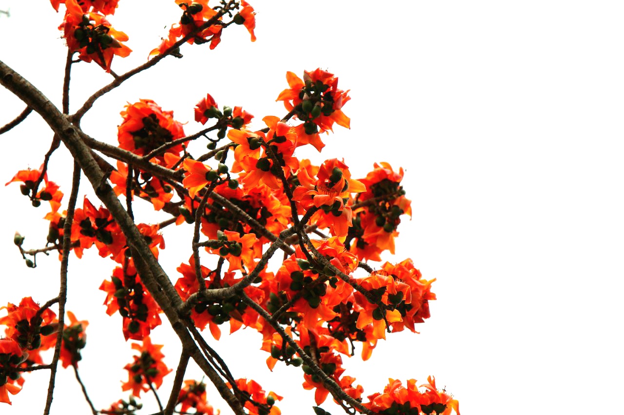 Loài hoa tên nghe như muốn hát, đẹp cuốn hút, đỏ say mê ở Đắk Lắk thực ra là hoa gì rất quen? - Ảnh 3.