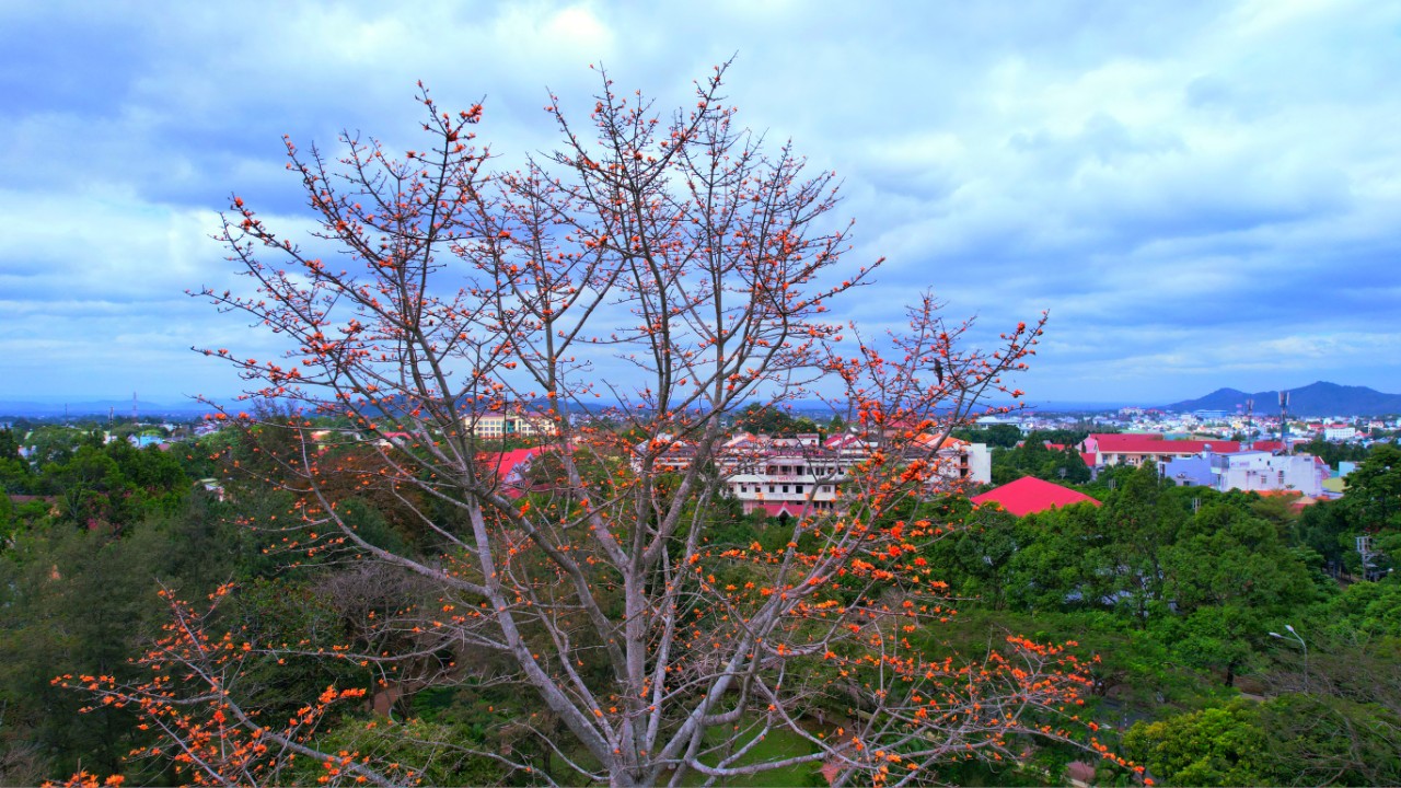 Loài hoa tên nghe như muốn hát, đẹp cuốn hút, đỏ say mê ở Đắk Lắk thực ra là hoa gì rất quen? - Ảnh 4.