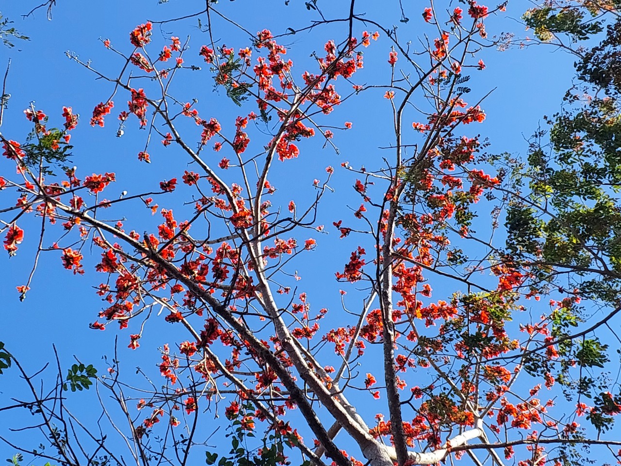 Loài hoa tên nghe như muốn hát, đẹp cuốn hút, đỏ say mê ở Đắk Lắk thực ra là hoa gì rất quen? - Ảnh 6.