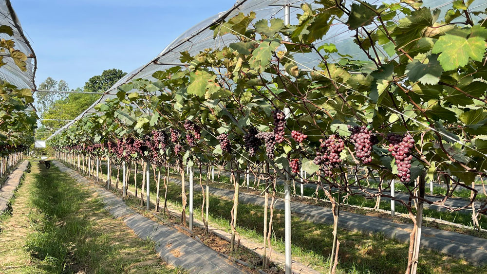Nho Hạ Đen trồng trên đất Bắc Giang, toàn quả là quả, năm thứ 2 đã đạt hơn 16 tấn/ha - Ảnh 2.