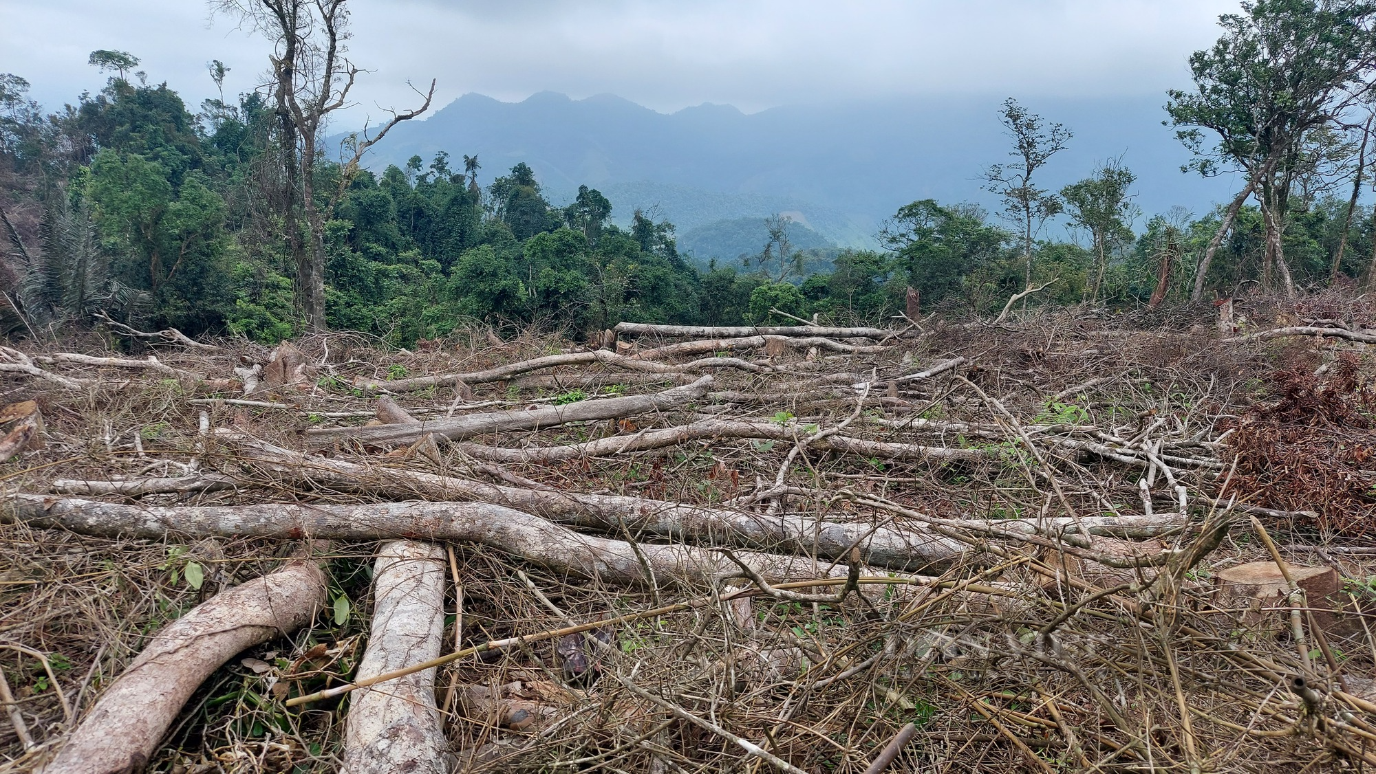 Quảng Trị: Phá rừng, 7 người dân bị phạt hơn 787 triệu đồng - Ảnh 2.