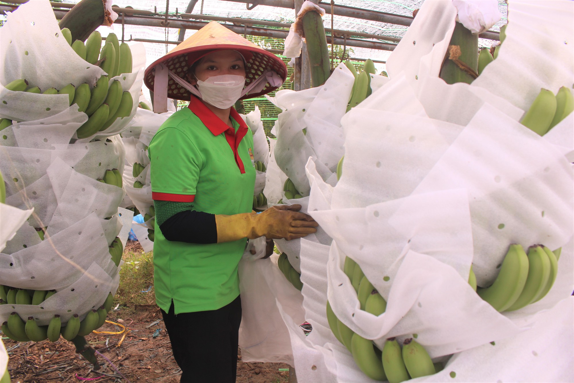 Cây chuối Nam Mỹ trên đất M'Đrắk mở ra nhiều triển vọng - Ảnh 2.