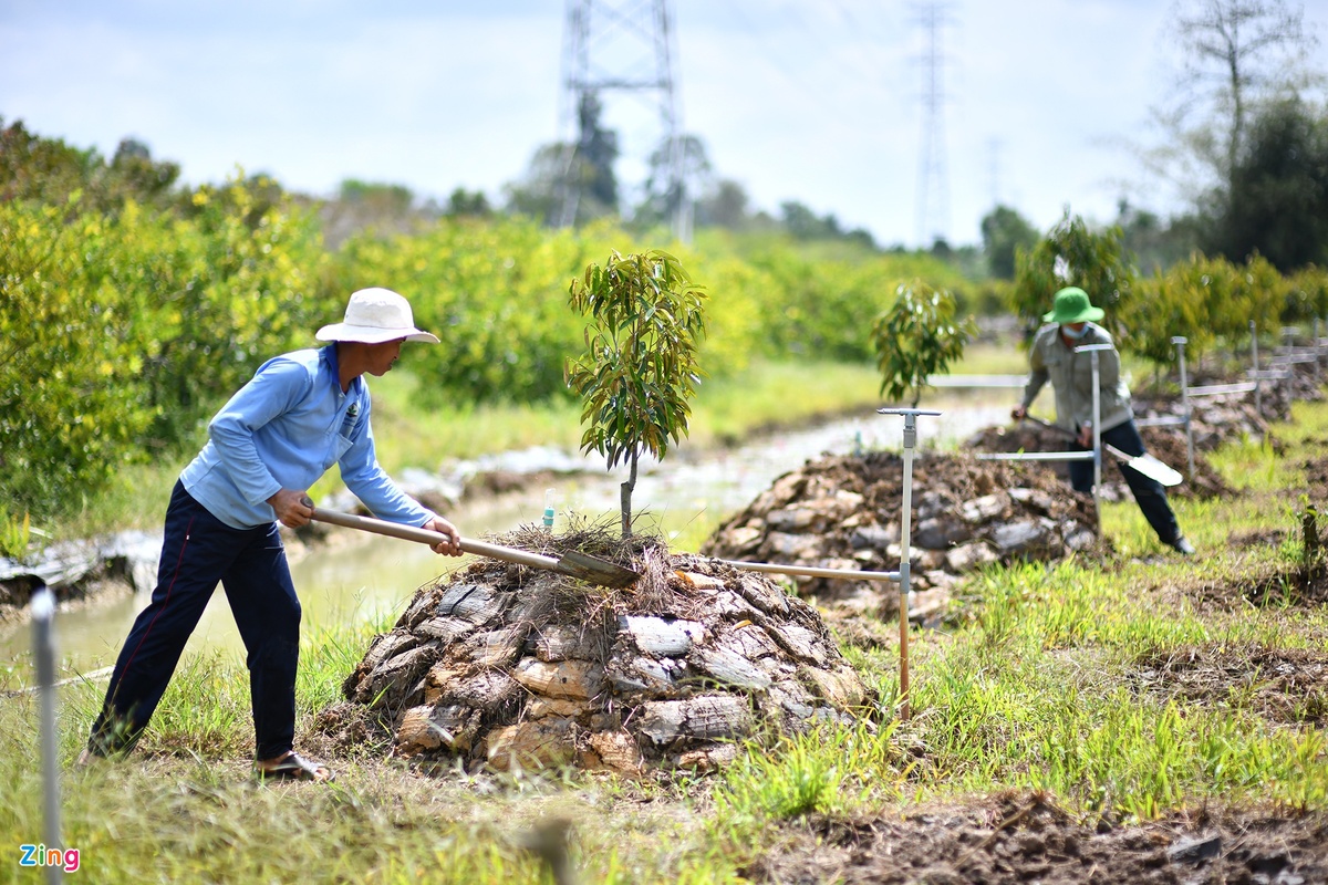 Cảnh báo việc ồ ạt phá vườn trồng sầu riêng - Ảnh 2.