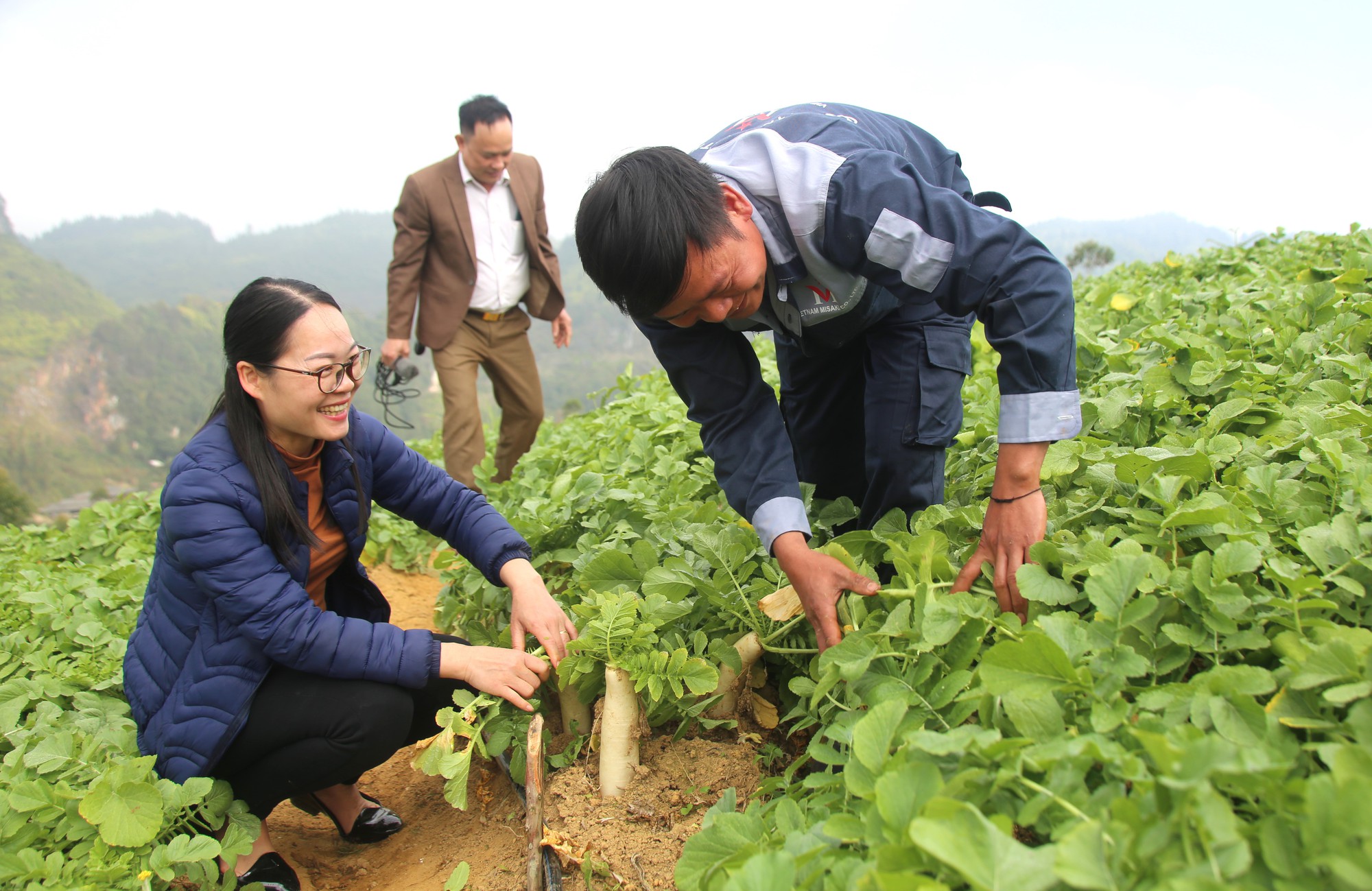 Nông sản Xín Mần có gì đặc biệt mà được xuất khẩu sang Nhật Bản Bài 2: Không vội vàng, đi có lộ trình - Ảnh 3.