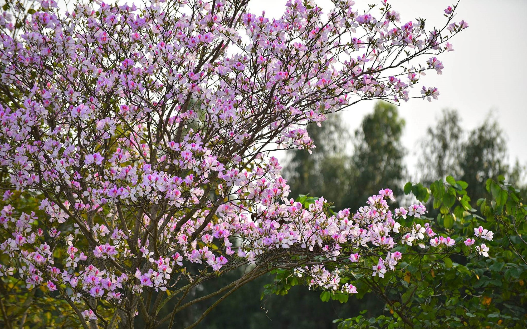 Giới thiệu vẻ đẹp của hoa ban trong chuỗi hoạt động Mùa Xuân nho nhỏ  Du  lịch  Vietnam VietnamPlus