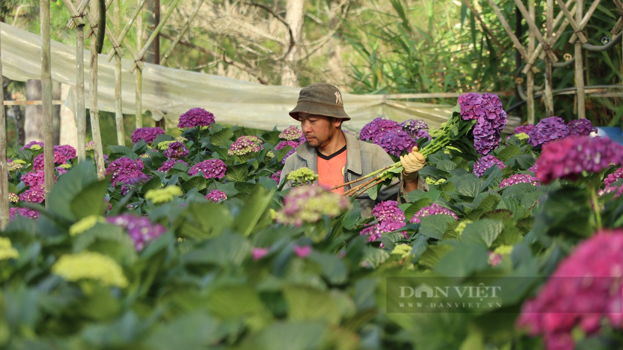 Trồng hoa ở Lâm Đồng mỗi năm thu gần 4 triệu cành, nhưng vì sao xuất khẩu chỉ được 10%? - Ảnh 4.