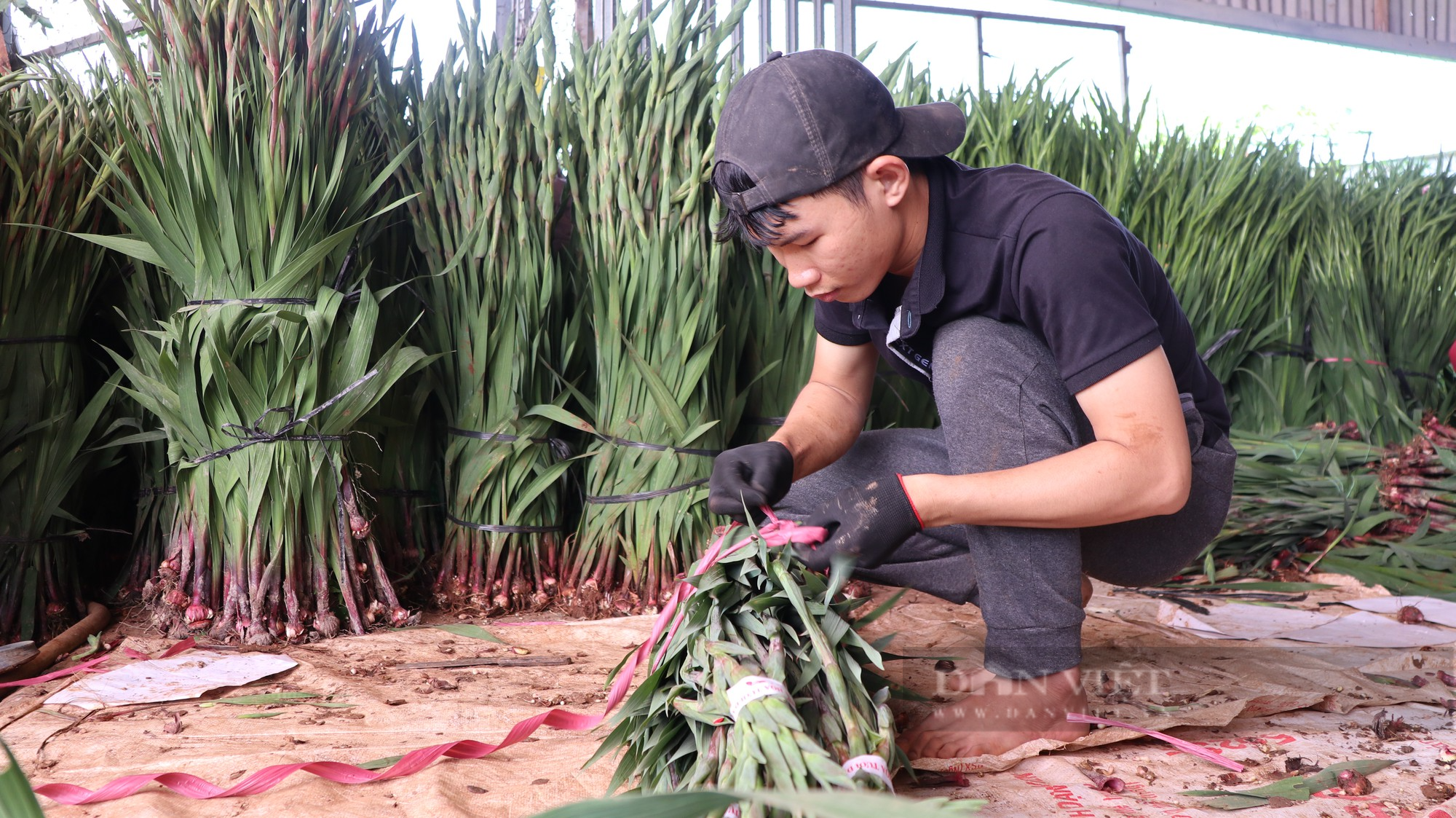 Trồng hoa ở Lâm Đồng mỗi năm thu gần 4 triệu cành, nhưng vì sao xuất khẩu chỉ được 10%? - Ảnh 2.
