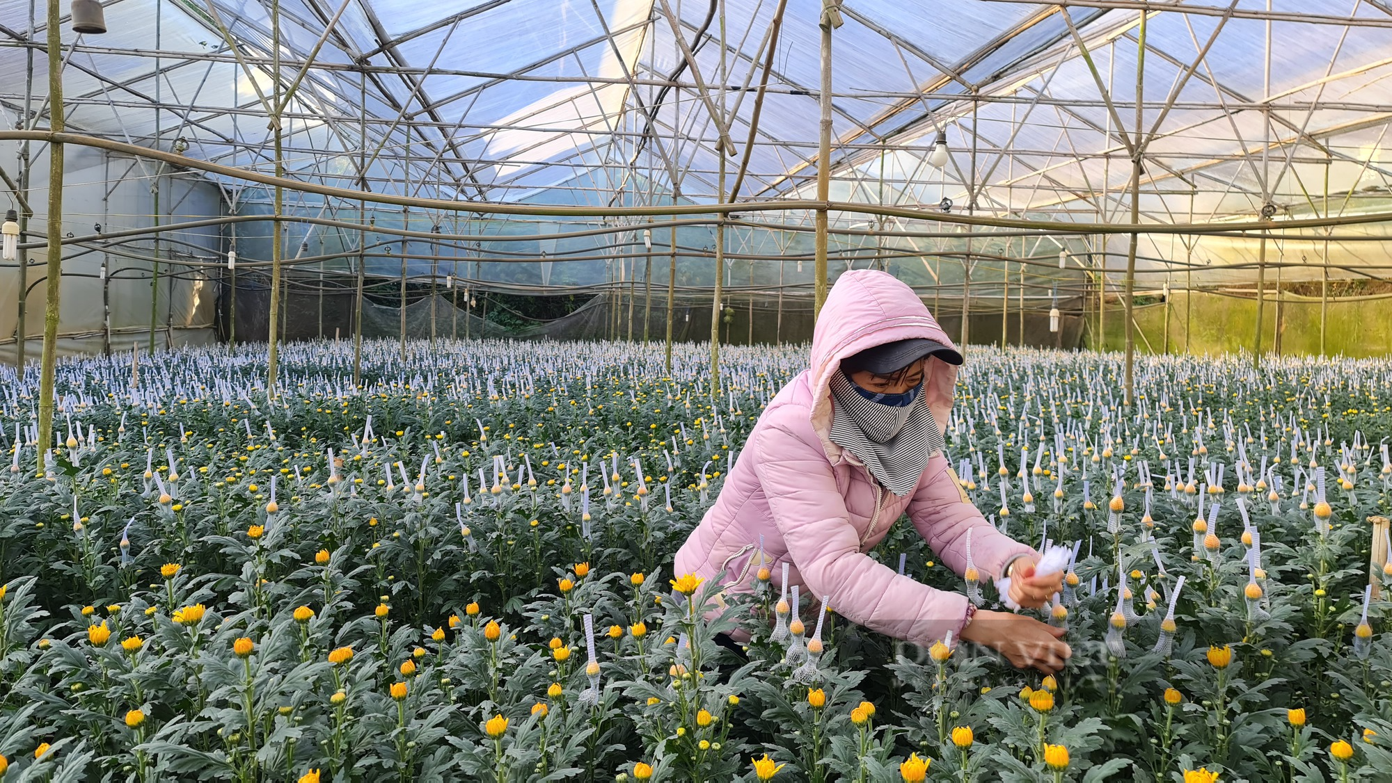 Trồng hoa ở Lâm Đồng mỗi năm thu gần 4 triệu cành, nhưng vì sao xuất khẩu chỉ được 10%? - Ảnh 1.