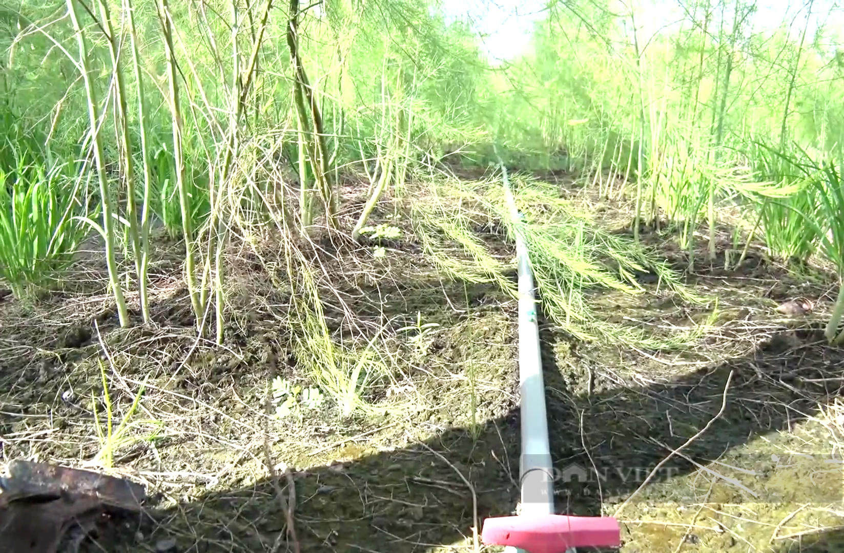 Trồng “rau vua” ăn ngay tại ruộng, không đụng hàng, ông nông dân Tiền Giang bán chạy như tôm tươi - Ảnh 4.