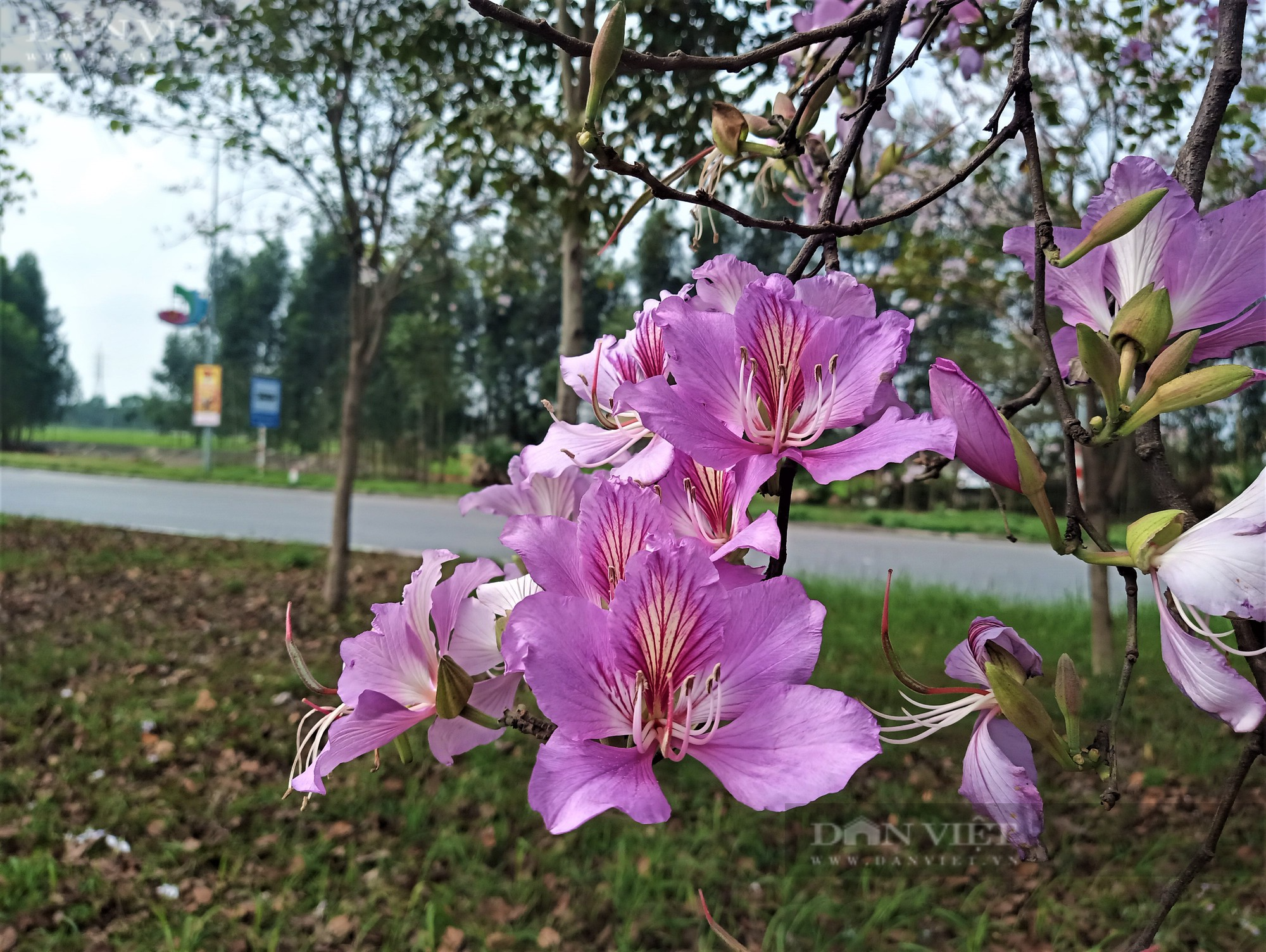 Mùa này hoa Ban ở xứ sở Tây Bắc nở rực rỡ giữa lòng TP Hải Dương, khiến ai cũng mê mẩn - Ảnh 8.