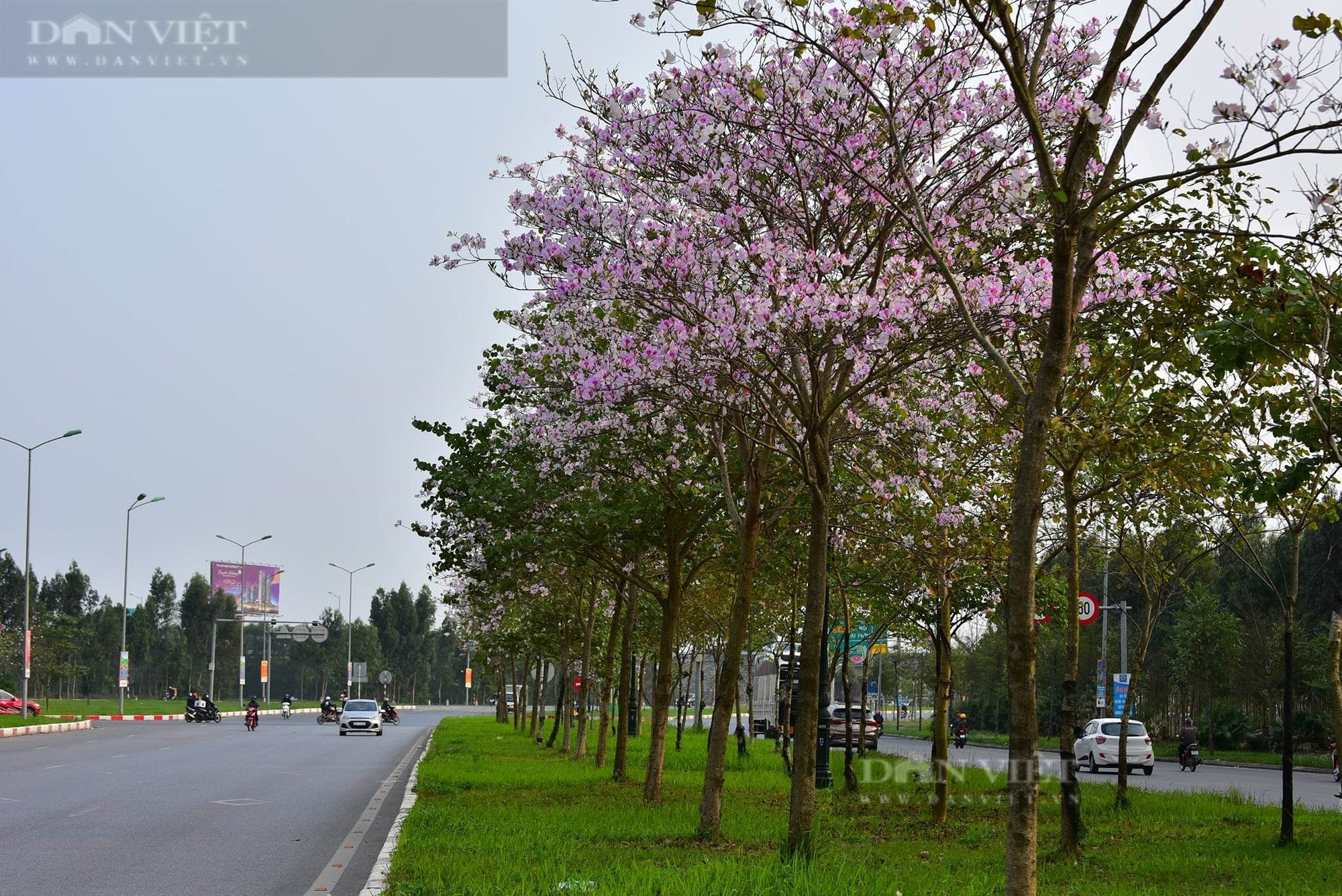 Mùa này hoa Ban ở xứ sở Tây Bắc nở rực rỡ giữa lòng TP Hải Dương, khiến ai cũng mê mẩn - Ảnh 9.