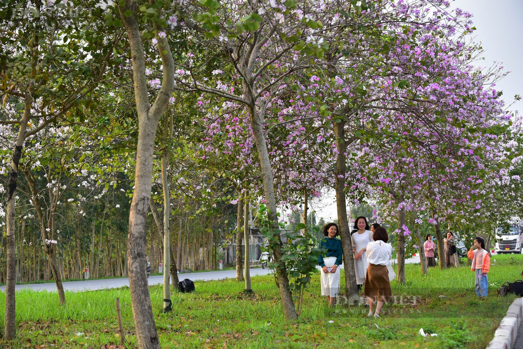 Mùa này hoa Ban ở xứ sở Tây Bắc nở rực rỡ giữa lòng TP Hải Dương, khiến ai cũng mê mẩn - Ảnh 10.