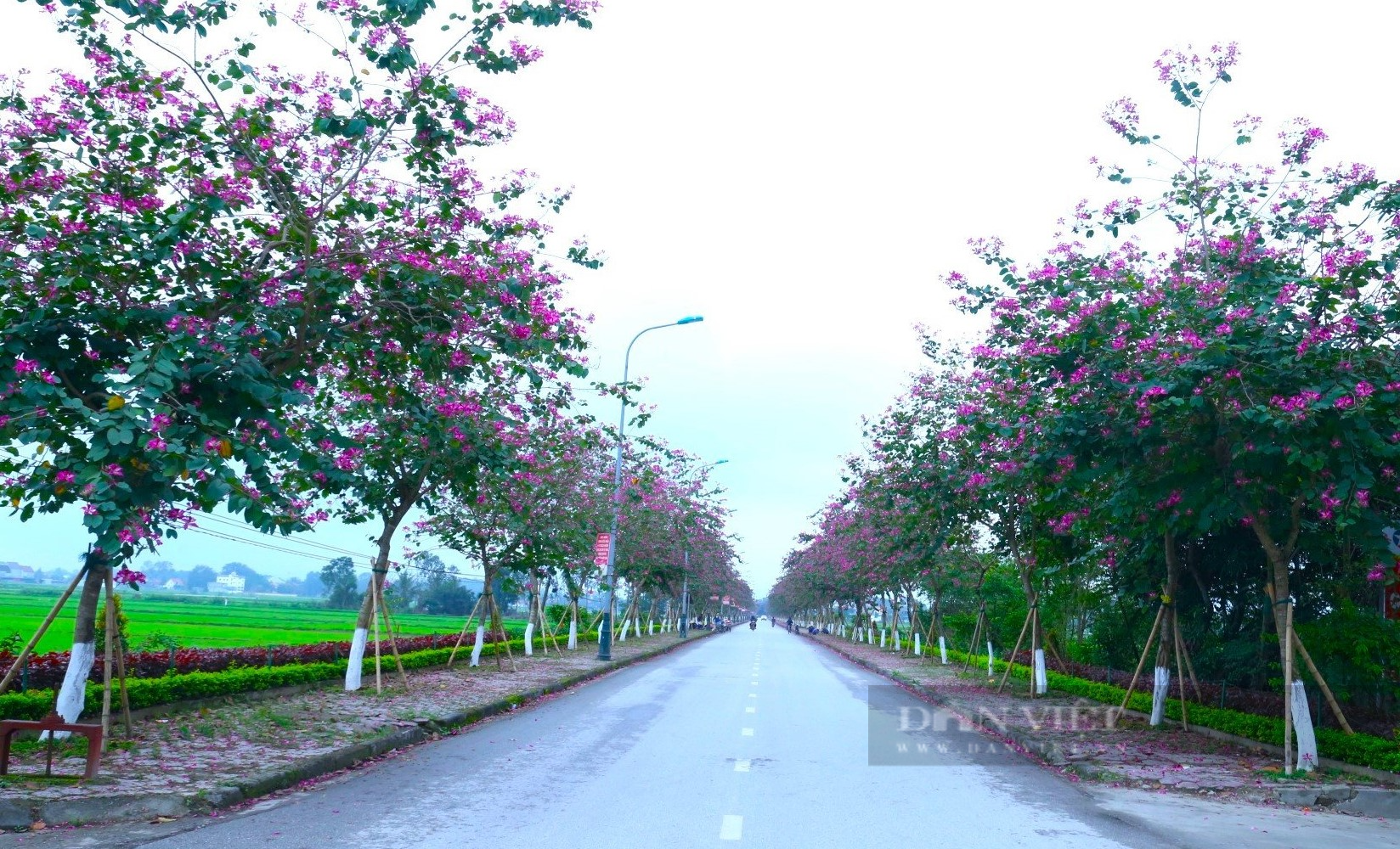 Nghệ An: Ngắm con đường hoa ban tím nở rực trời, đẹp như tranh vẽ trên quê Bác - Ảnh 2.