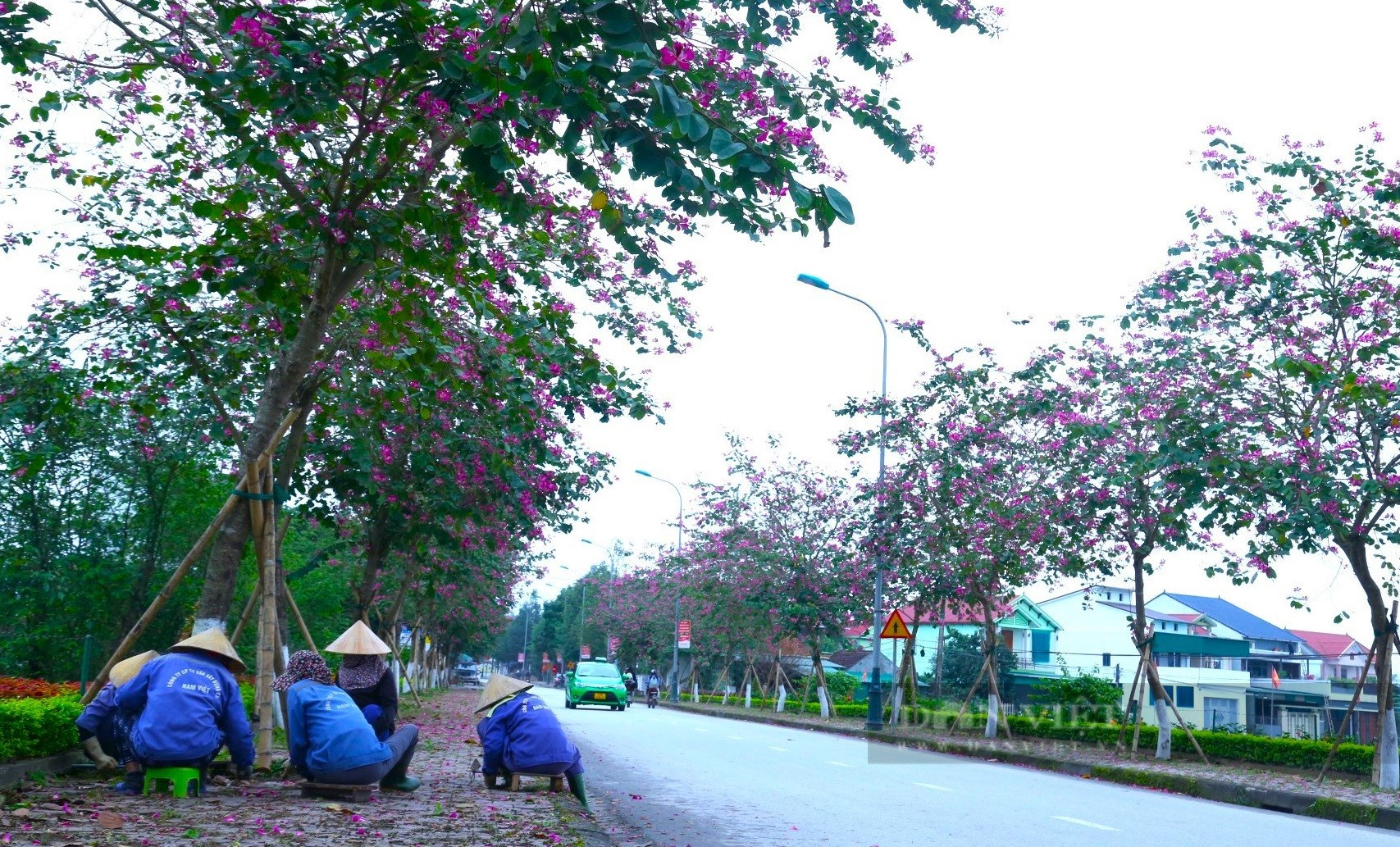 Nghệ An: Ngắm con đường hoa ban tím nở rực trời, đẹp như tranh vẽ trên quê Bác - Ảnh 3.