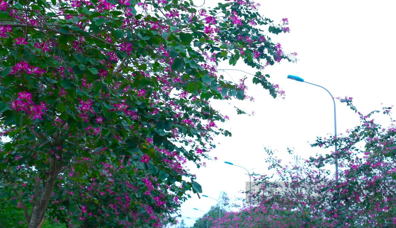 Nghệ An: Ngắm con đường hoa ban tím nở rực trời, đẹp như tranh vẽ trên quê Bác - Ảnh 5.