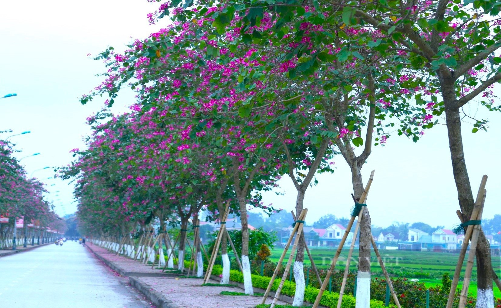 Nghệ An: Ngắm con đường hoa ban tím nở rực trời, đẹp như tranh vẽ trên quê Bác - Ảnh 8.