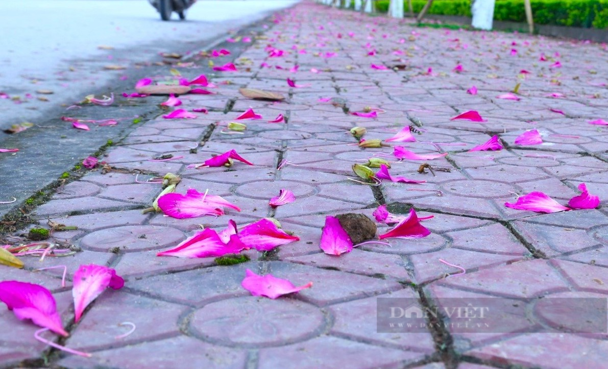 Nghệ An: Ngắm con đường hoa ban tím nở rực trời, đẹp như tranh vẽ trên quê Bác - Ảnh 9.
