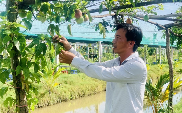 Một nông dân Gò Công Đông ở Tiền Giang lai tạo thành công giống chanh dây mới lạ, vườn đẹp như phim