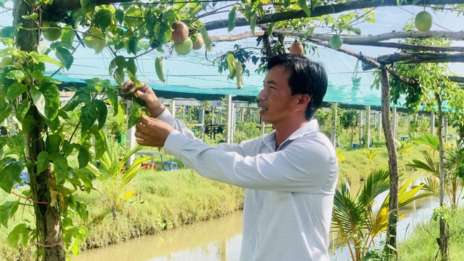Một nông dân Gò Công Đông ở Tiền Giang lai tạo thành công giống chanh dây mới lạ, vườn đẹp như phim - Ảnh 1.