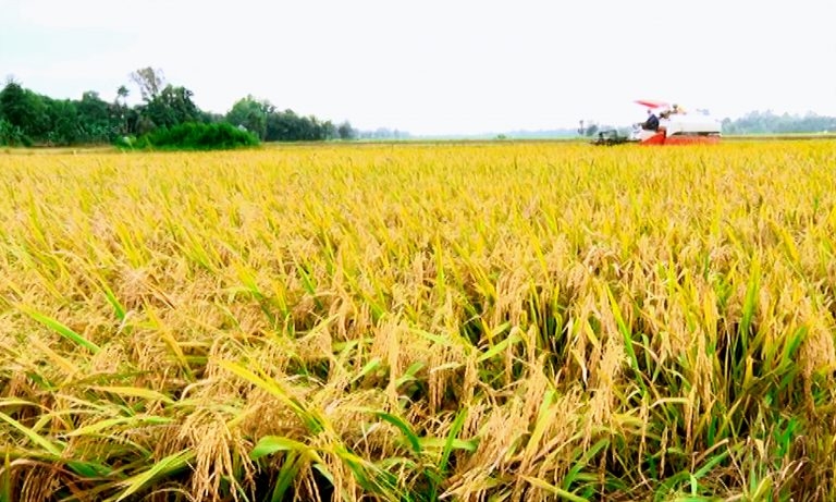 Ấn Độ gia hạn lệnh cấm xuất khẩu gạo, giá lúa gạo sẽ biến động theo hướng nào? - Ảnh 1.