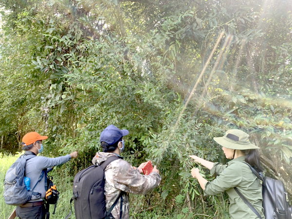 Vô Vườn quốc gia Cát Tiên ở Đồng Nai hái rau rừng, đậm vị nhất là món canh chua cá sông rau rừng - Ảnh 6.